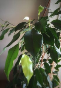 Ficus Benjamina